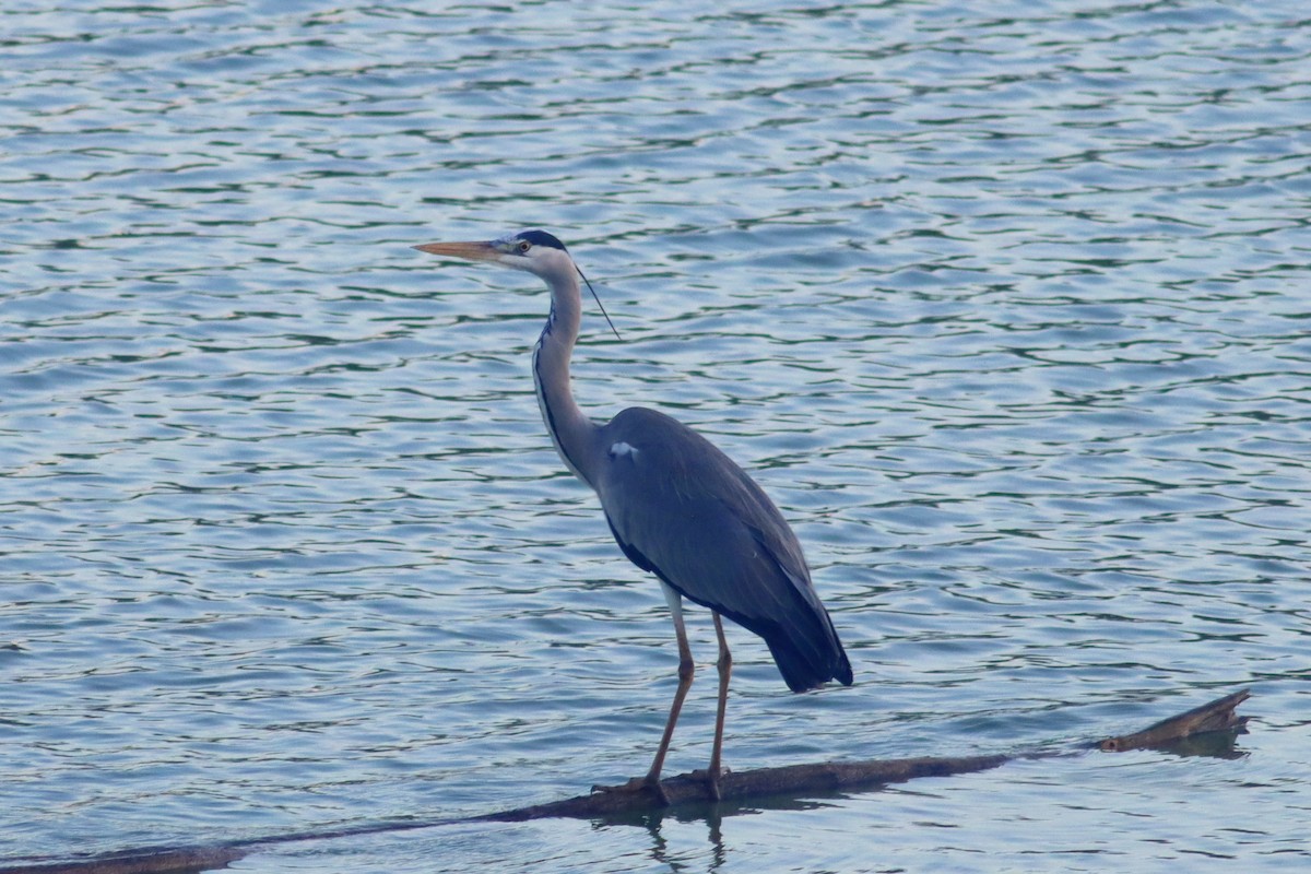 Серая цапля - ML644522074