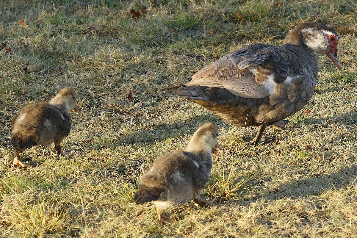 Мускусная утка (Одомашенного типа) - ML644522076
