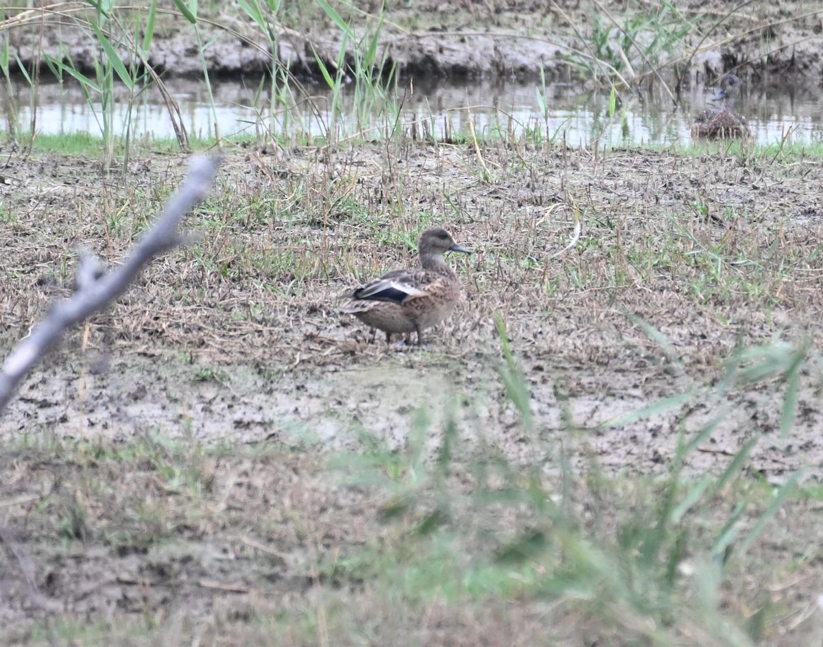 Касатка - ML644522078