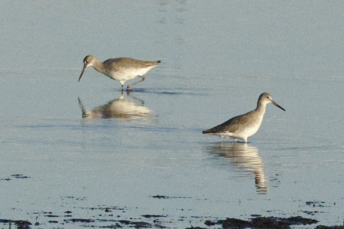 Перепончатопалый улит (inornata) - ML644522079