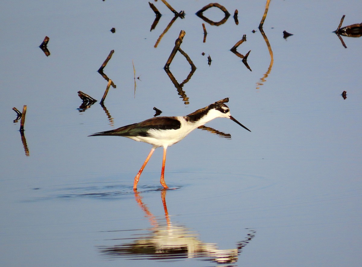 Black-necked Stilt - ML644522080