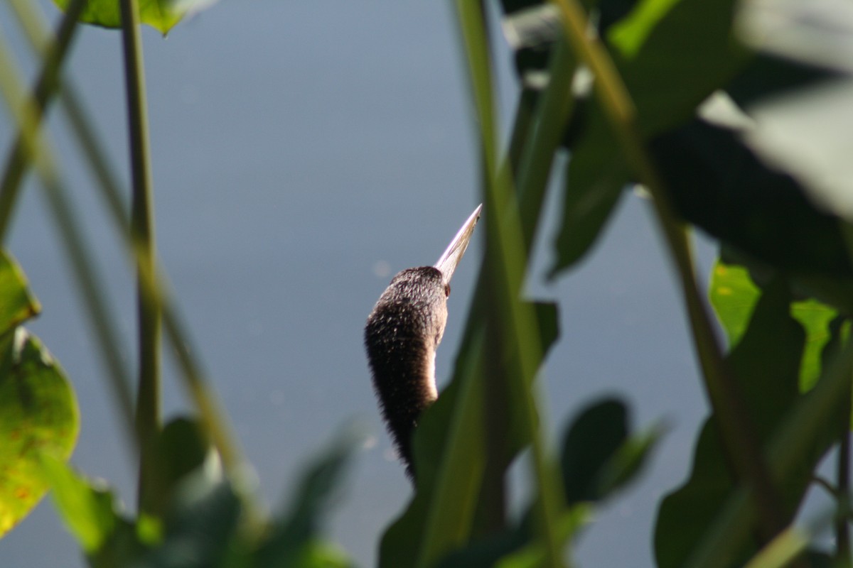 Американская змеешейка - ML644522081