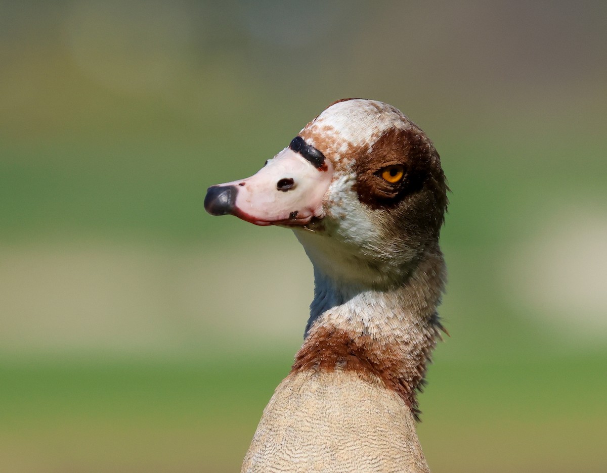 Нильский гусь - ML644522082