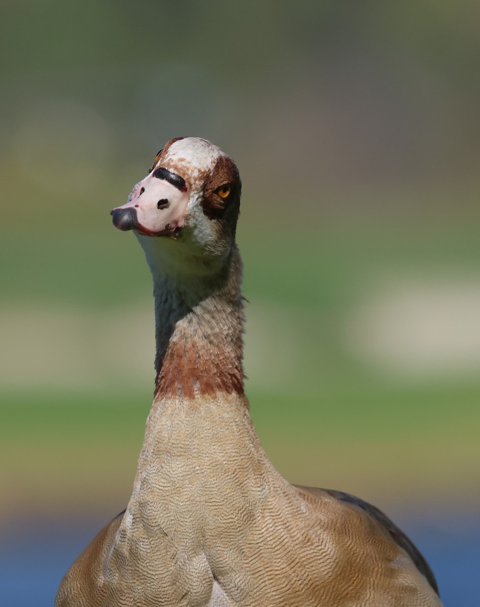 Нильский гусь - ML644522083