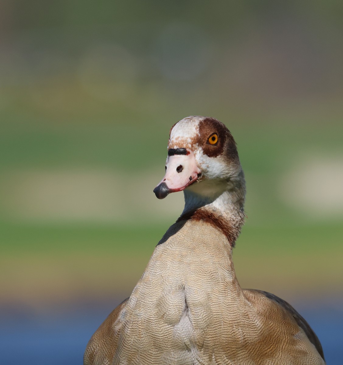 Нильский гусь - ML644522084