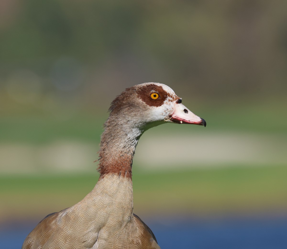 Нильский гусь - ML644522085