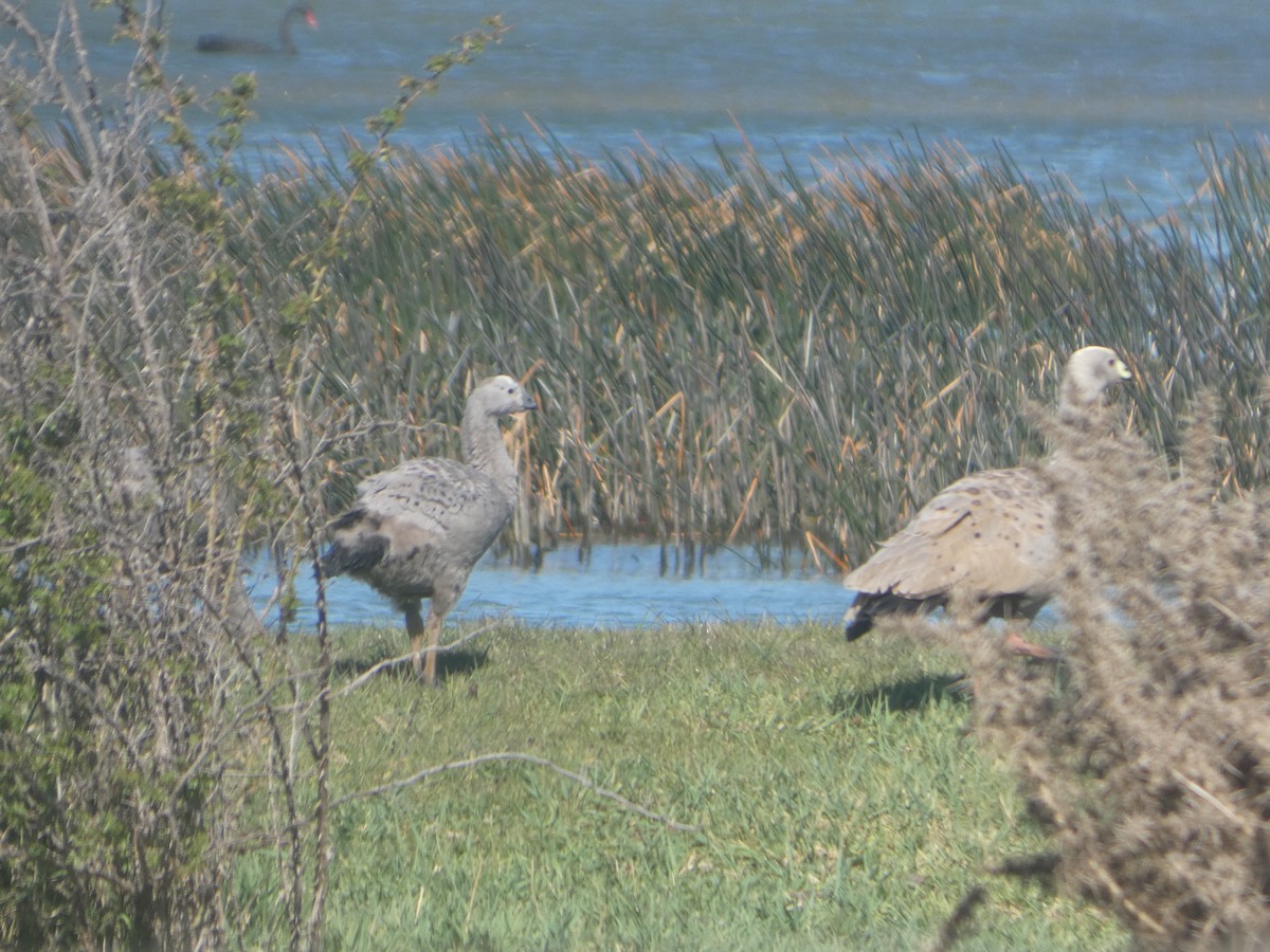 Cape Barren Goose - ML644522086