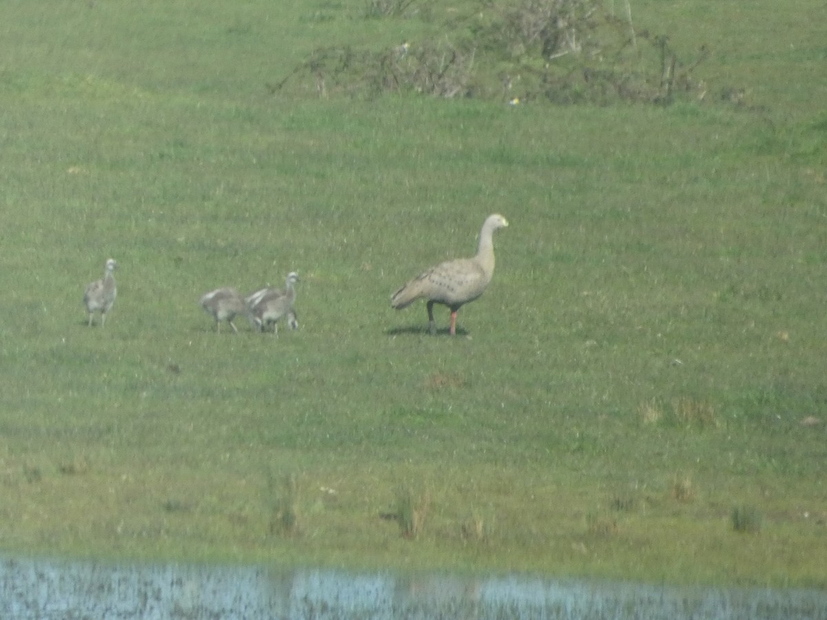 Cape Barren Goose - ML644522087