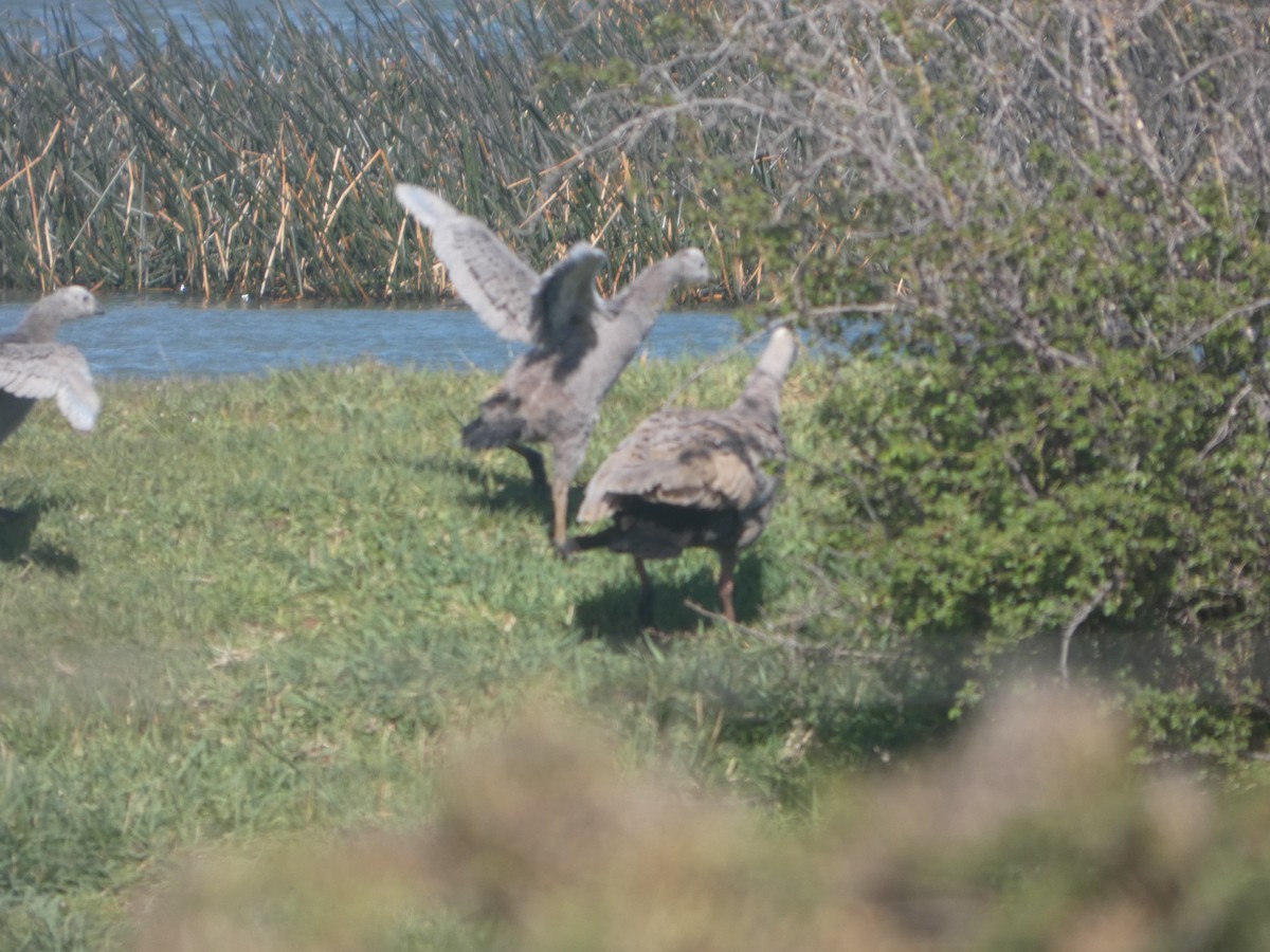 Cape Barren Goose - ML644522088