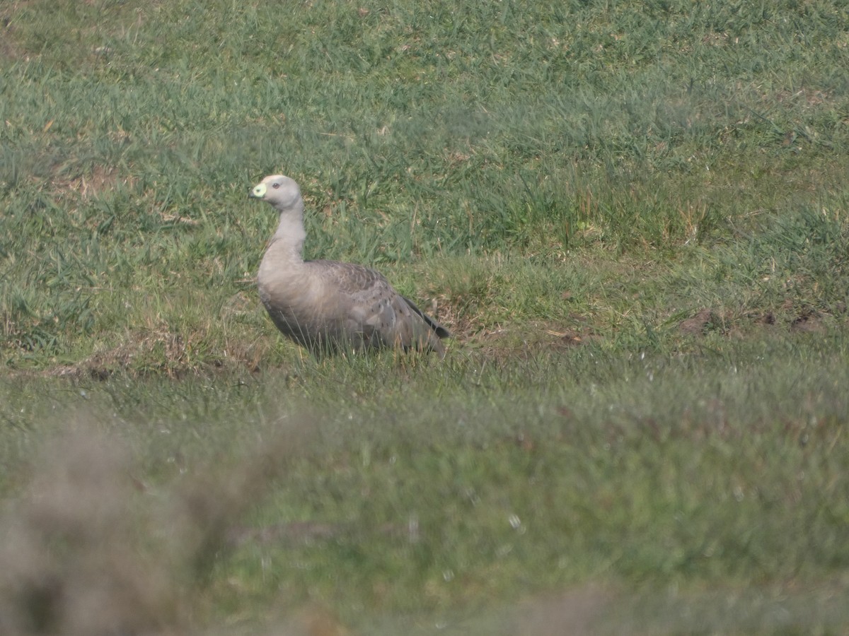 Cape Barren Goose - ML644522089