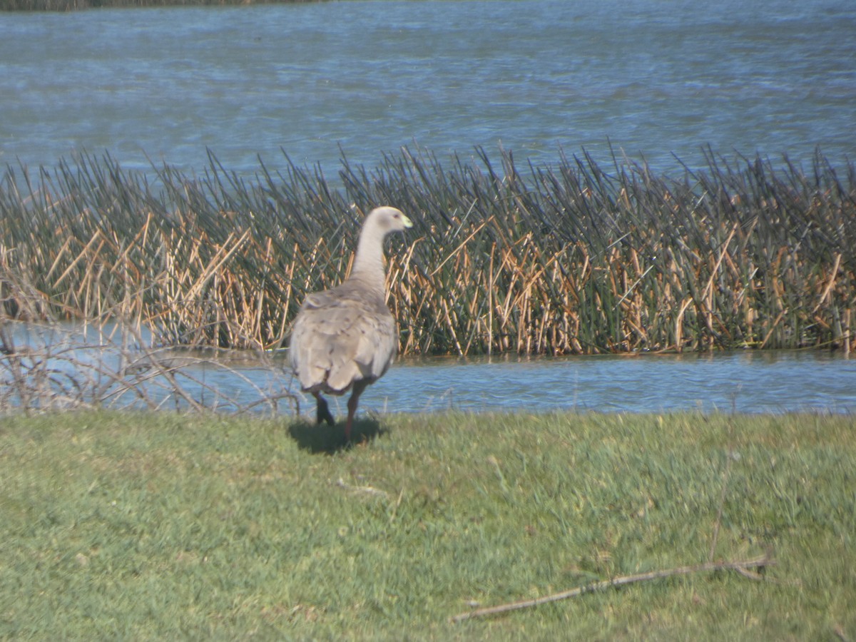 Cape Barren Goose - ML644522090