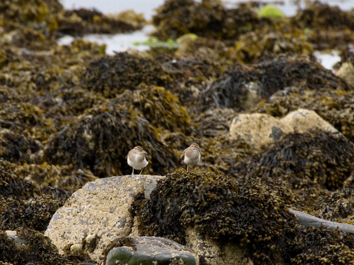 磯鷸 - ML644522091