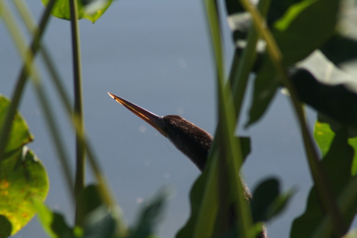 Американская змеешейка - ML644522092