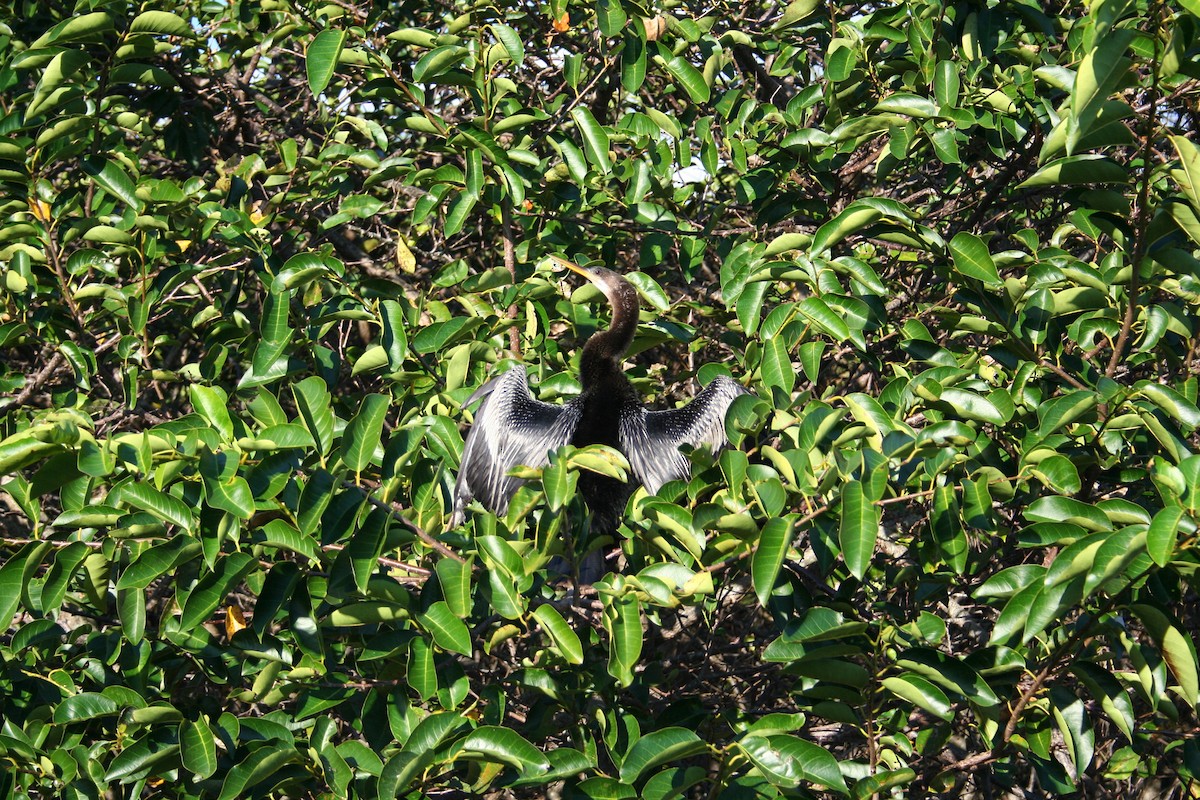 Американская змеешейка - ML644522093