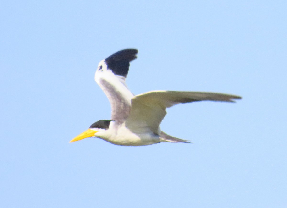 Большеклювая крачка - ML644522095