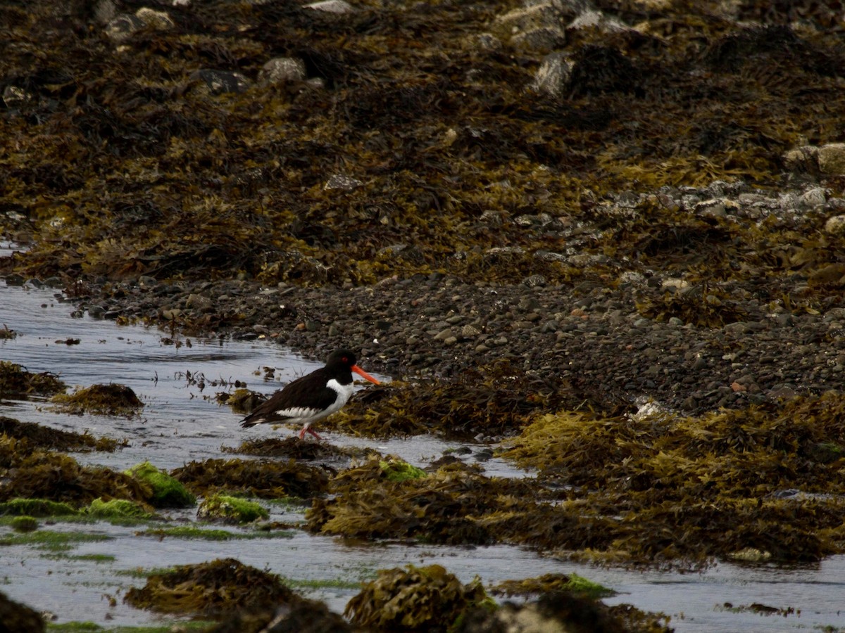 Eurasian Oystercatcher - ML644522097