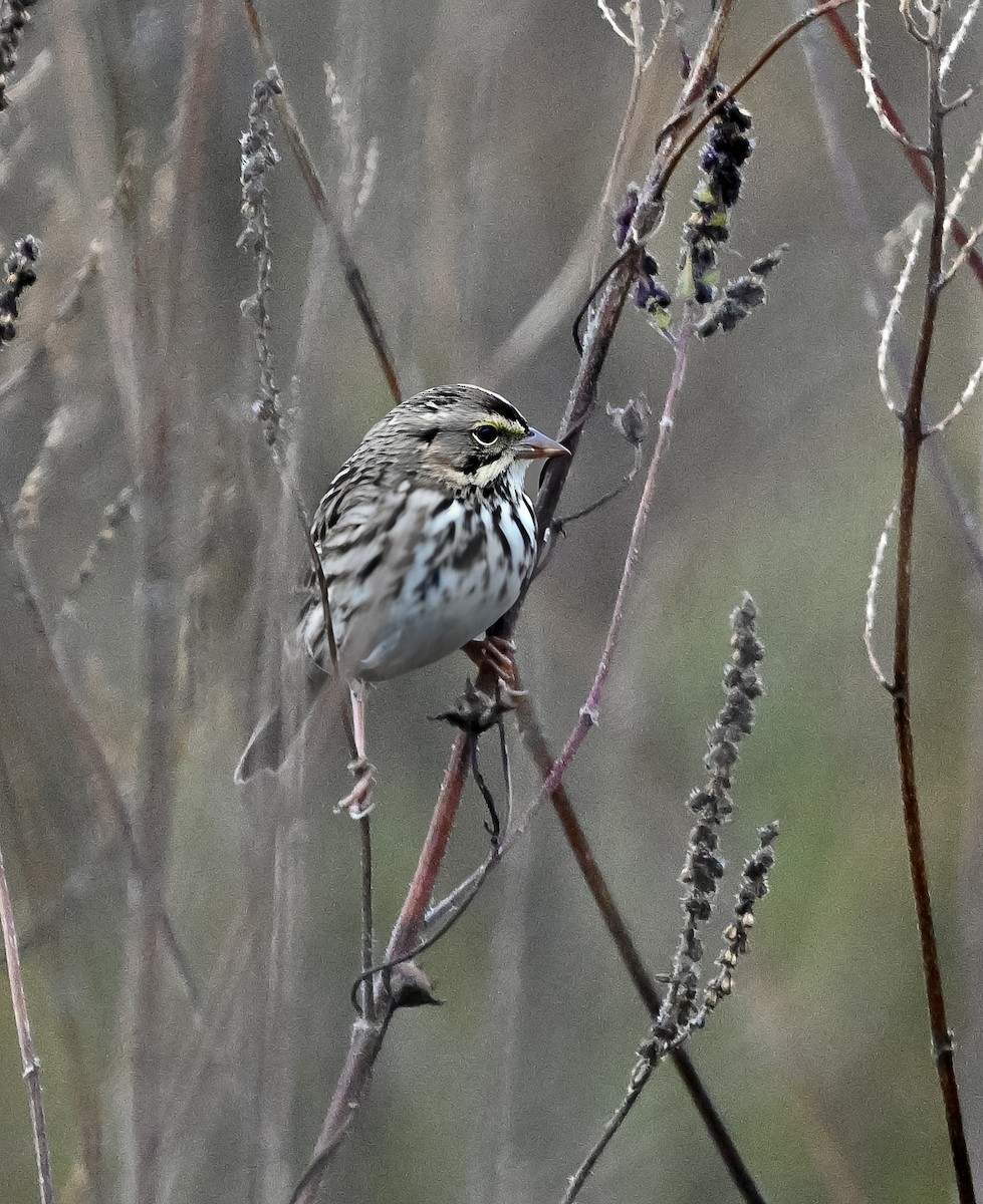 Саванная овсянка - ML644522100