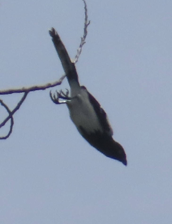 Бледный амазон - ML644522101