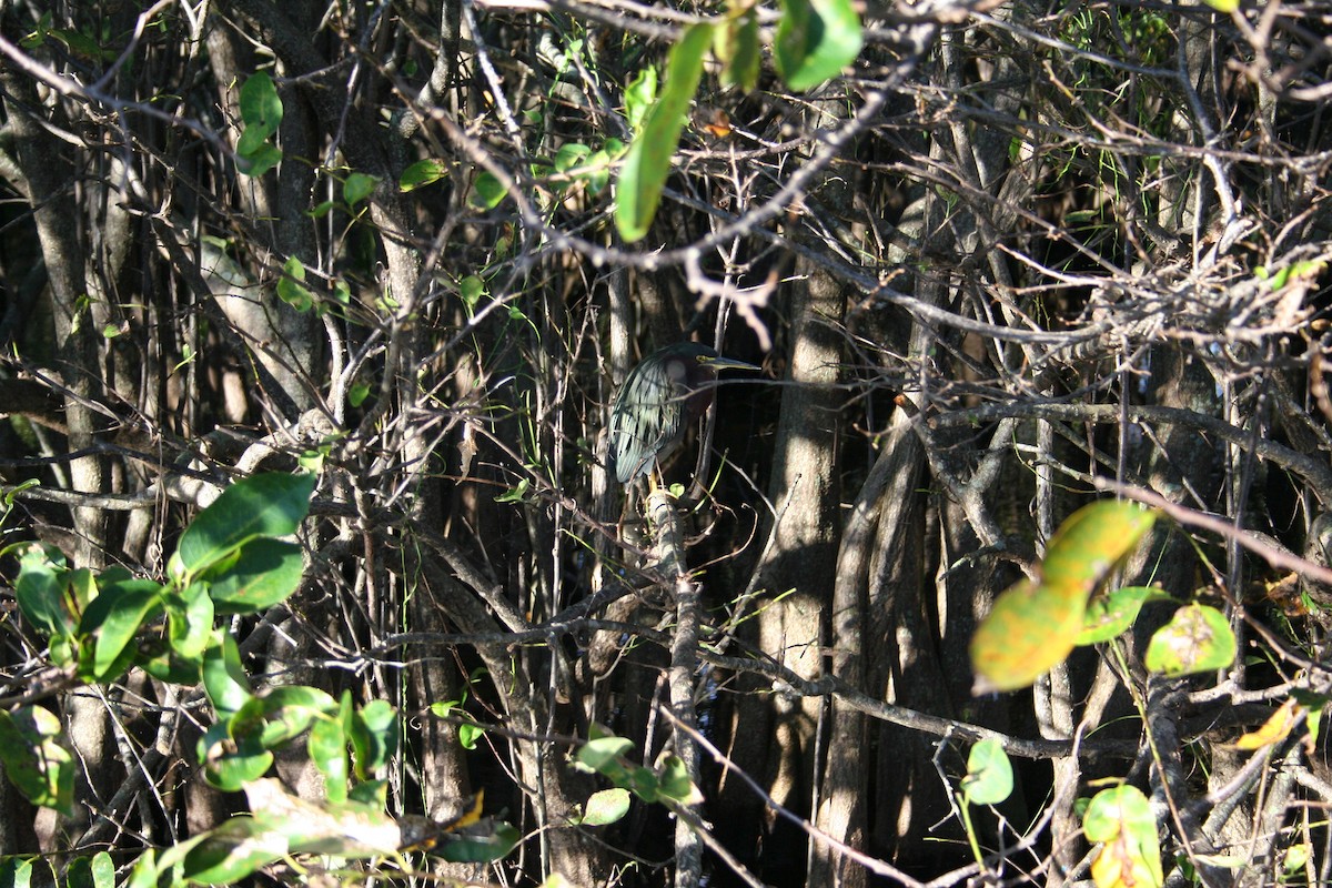 Зеленоспинная цапля - ML644522103