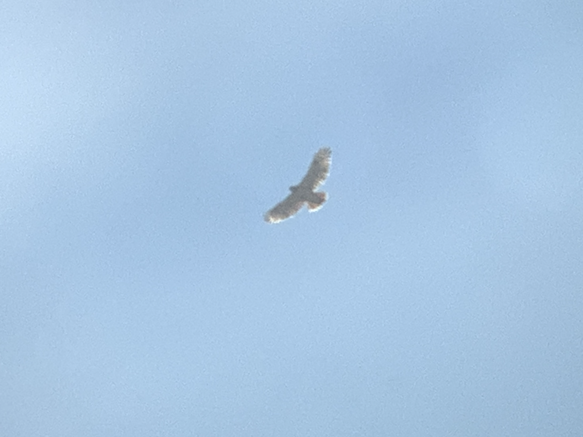 Краснохвостый канюк - ML644522105