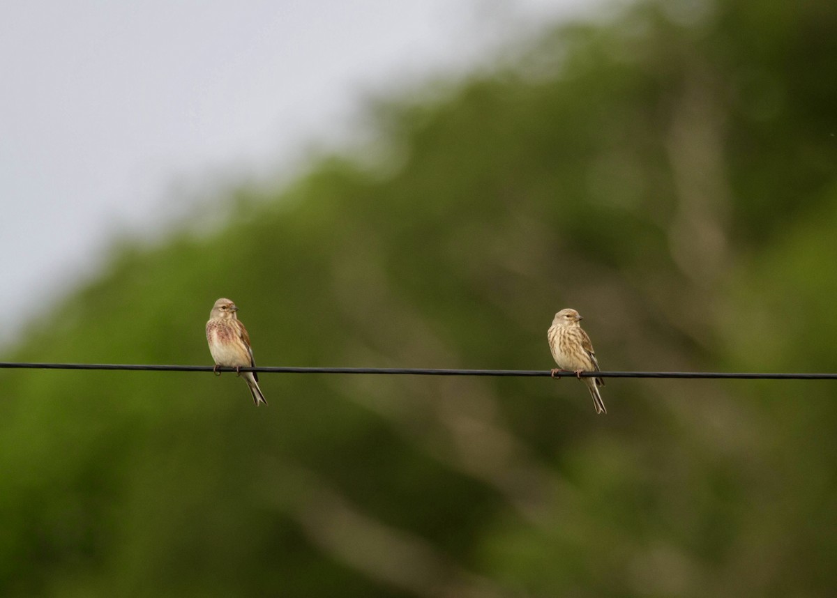 Eurasian Linnet - ML644522107