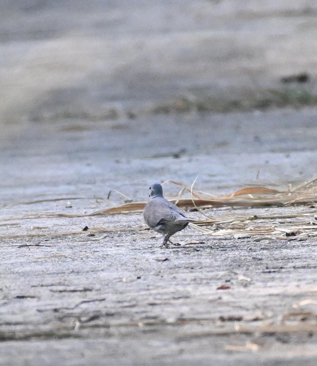 Kızıl Kumru - ML644522128