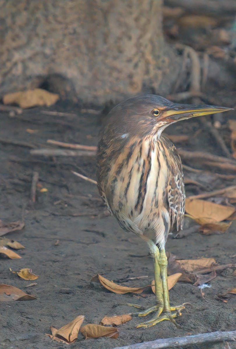 Cinnamon Bittern - ML644522129