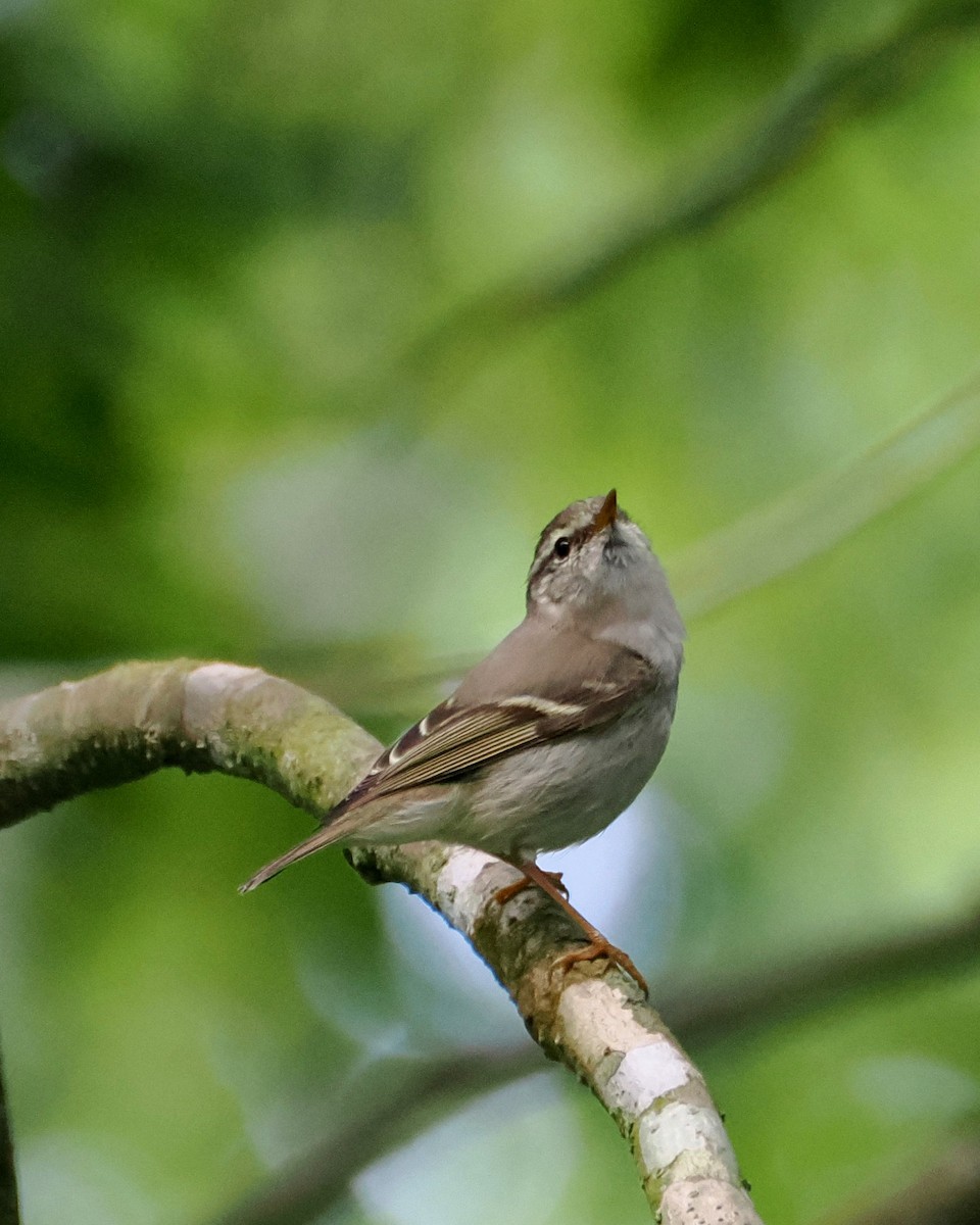 Yellow-browed Warbler - ML644522136