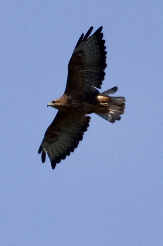 Канюк (vulpinus/menetriesi) - ML644522138