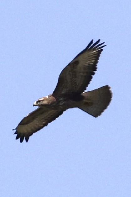 Канюк (vulpinus/menetriesi) - ML644522139