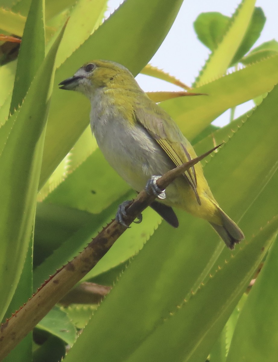 Sarıca Öfonya - ML644522141