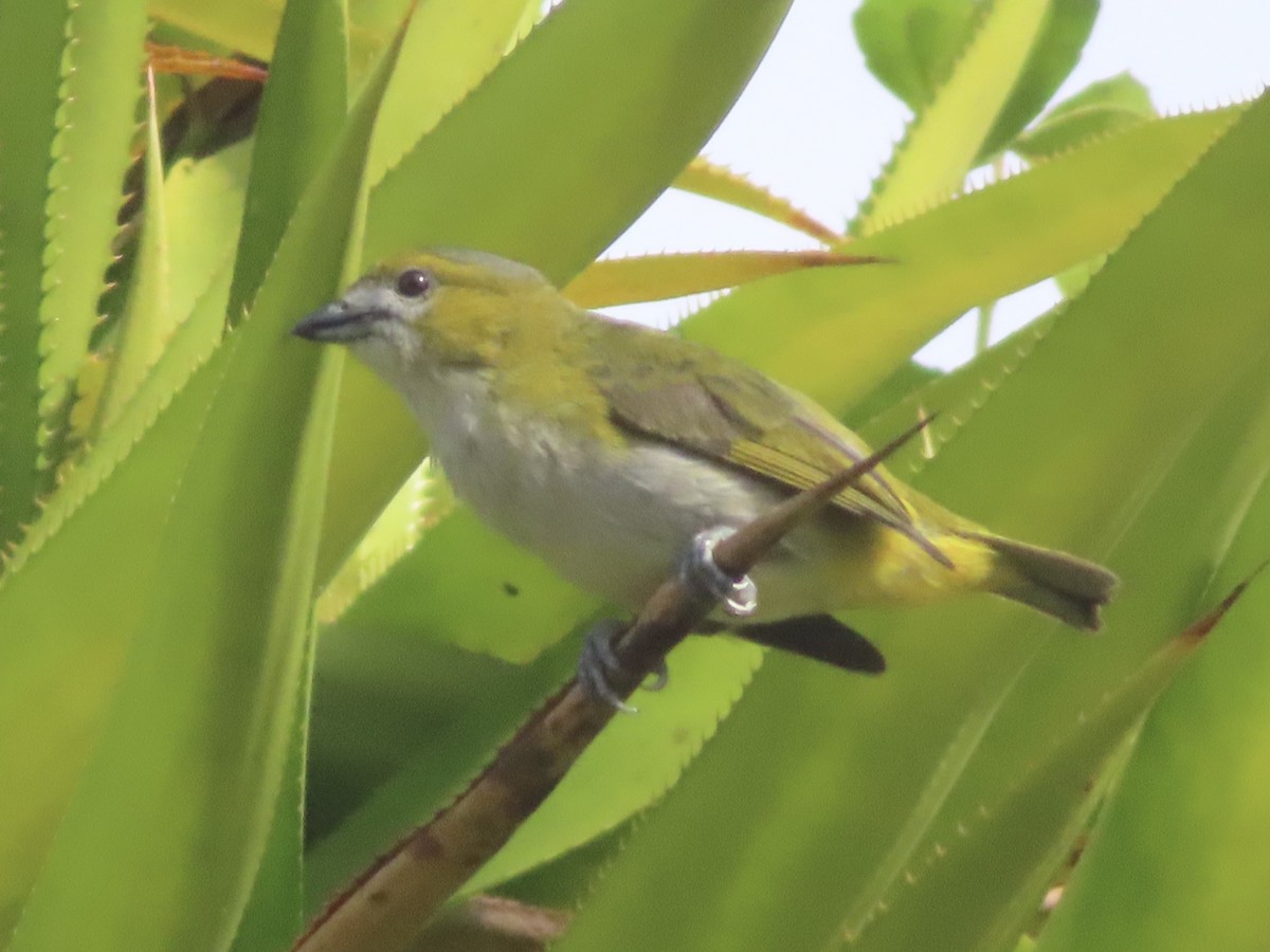 Sarıca Öfonya - ML644522142