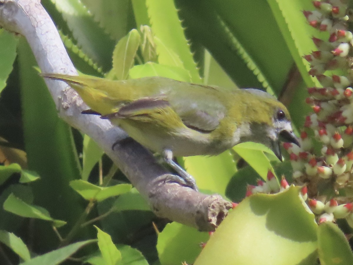 Sarıca Öfonya - ML644522143