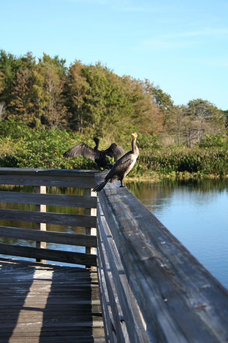 Double-crested Cormorant - ML644522145