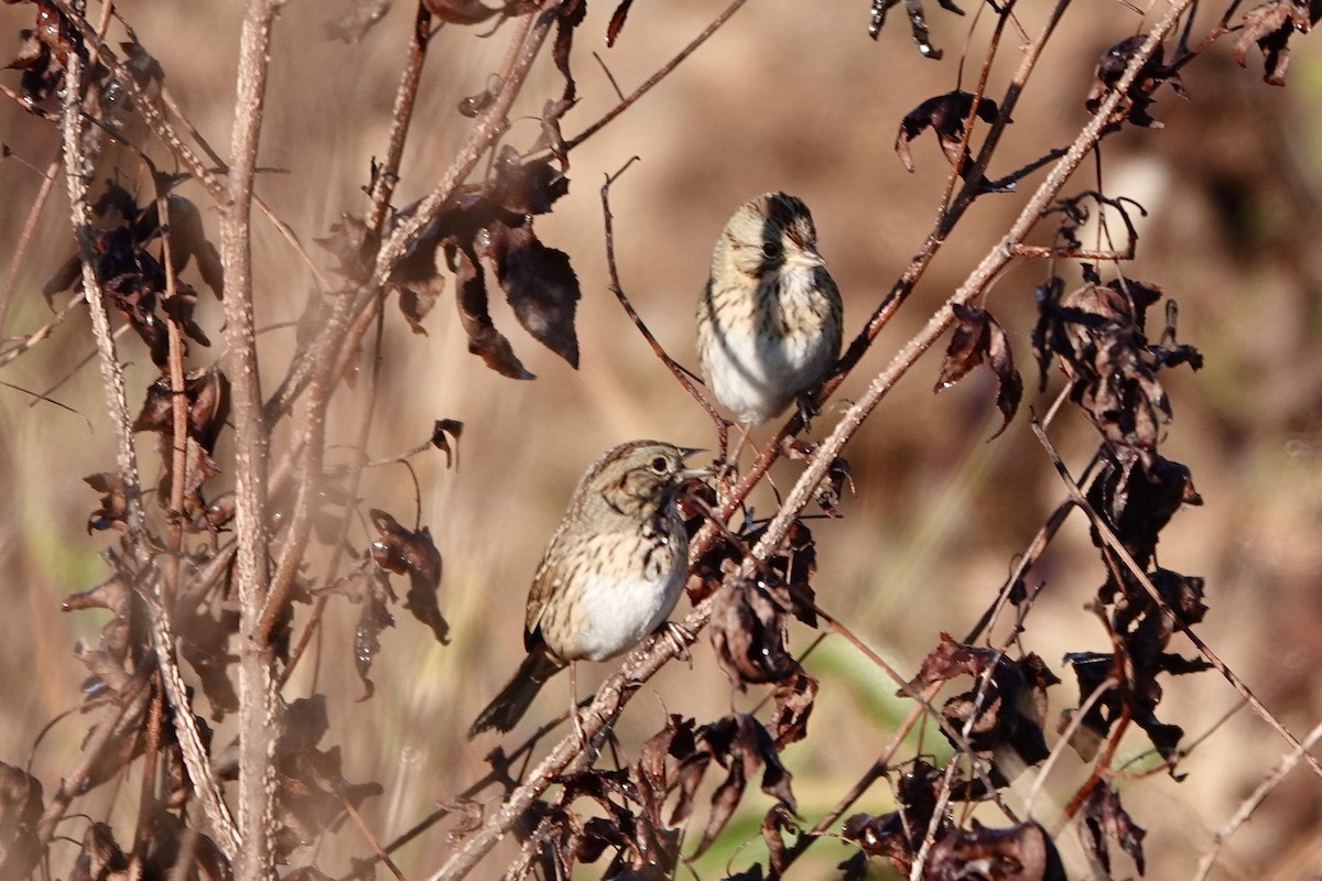 Lincoln's Sparrow - ML644522158