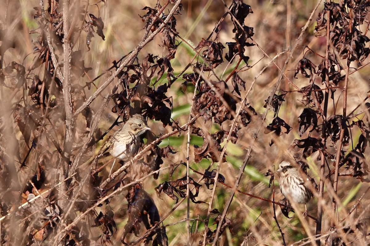 Lincoln's Sparrow - ML644522159