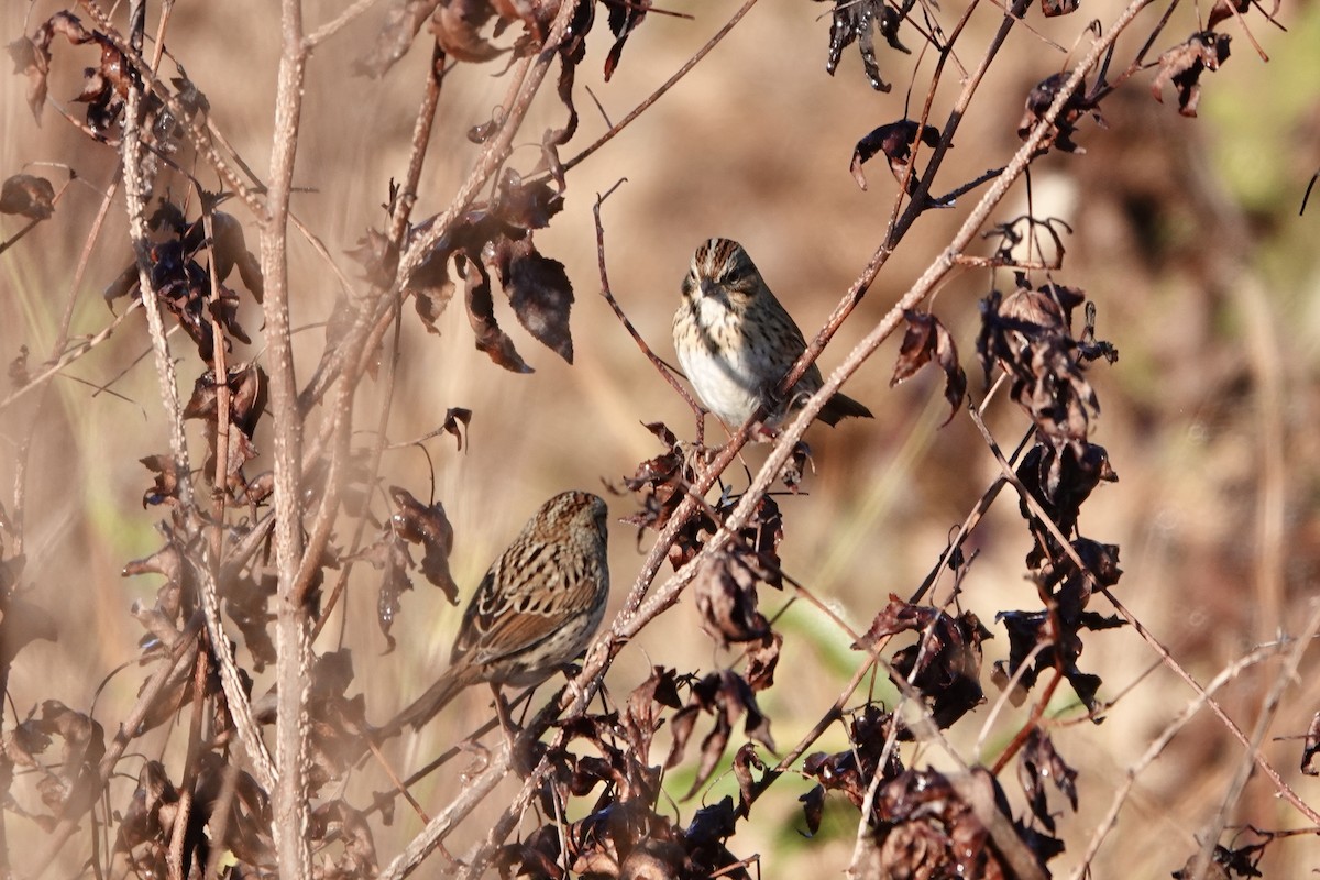 Lincoln's Sparrow - ML644522160