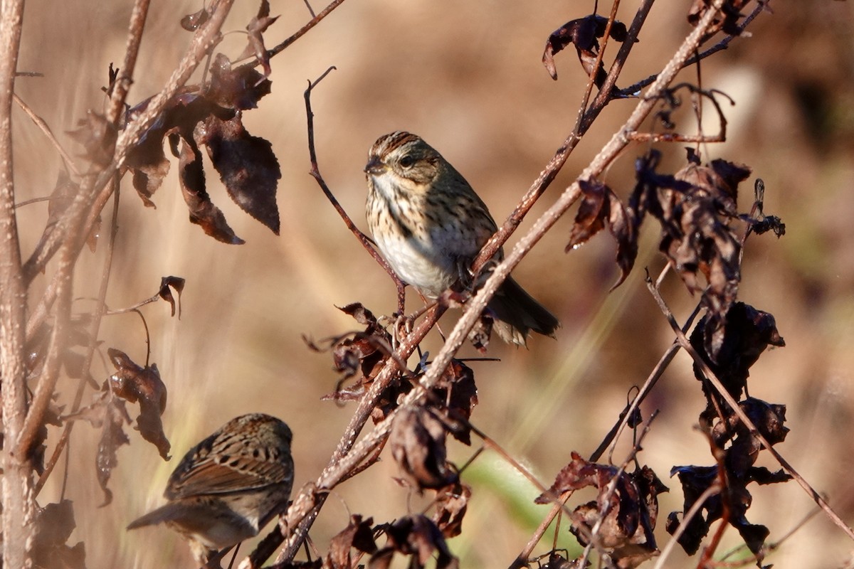 Lincoln's Sparrow - ML644522161
