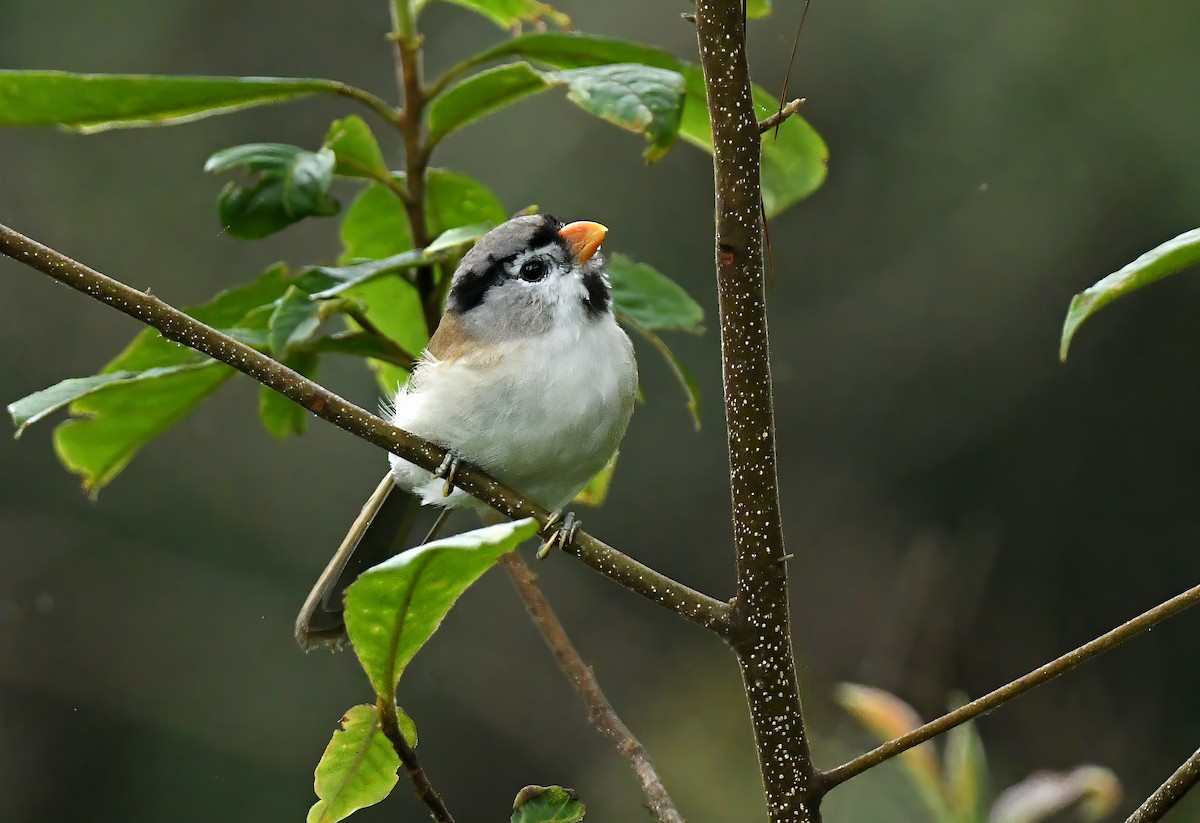 Picoloro Cabecigrís - ML644522163