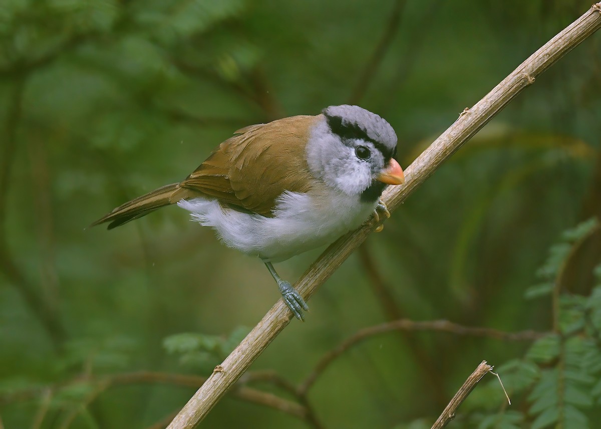 Picoloro Cabecigrís - ML644522164