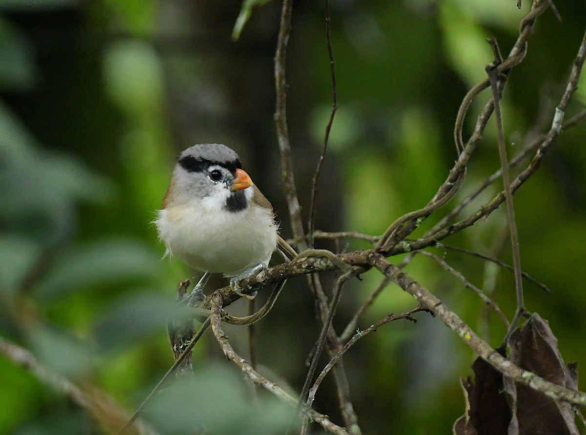 Picoloro Cabecigrís - ML644522165