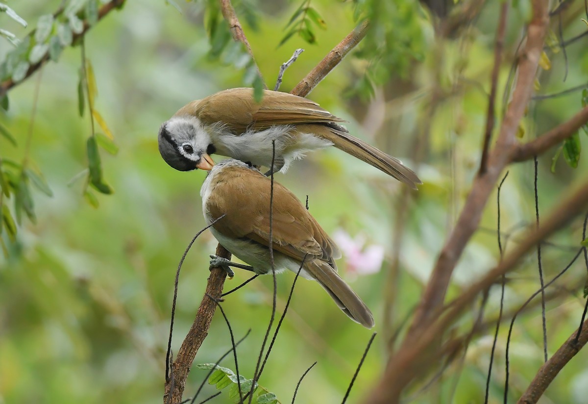 Picoloro Cabecigrís - ML644522166