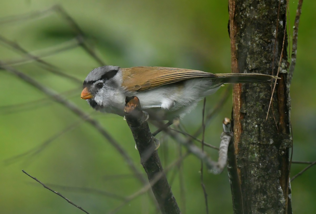 Picoloro Cabecigrís - ML644522167