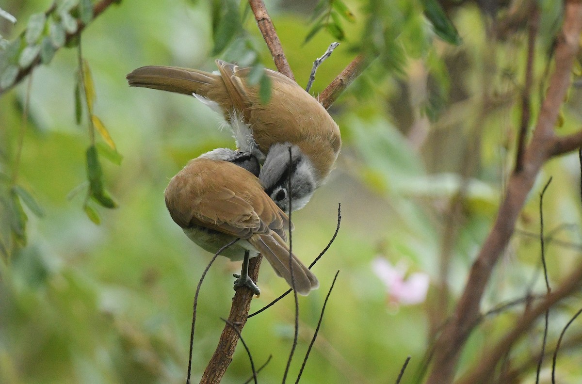 Picoloro Cabecigrís - ML644522168