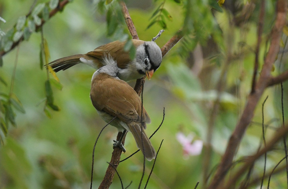 Picoloro Cabecigrís - ML644522169