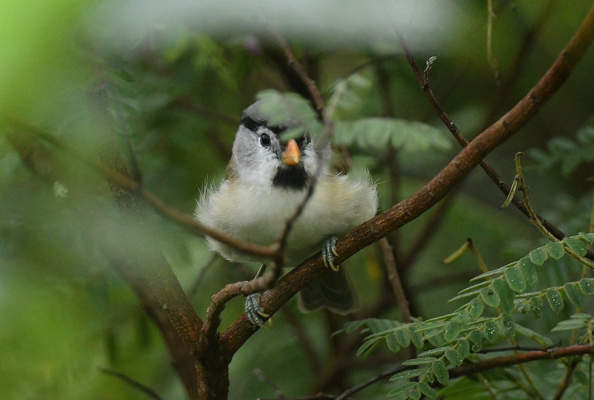 Picoloro Cabecigrís - ML644522170