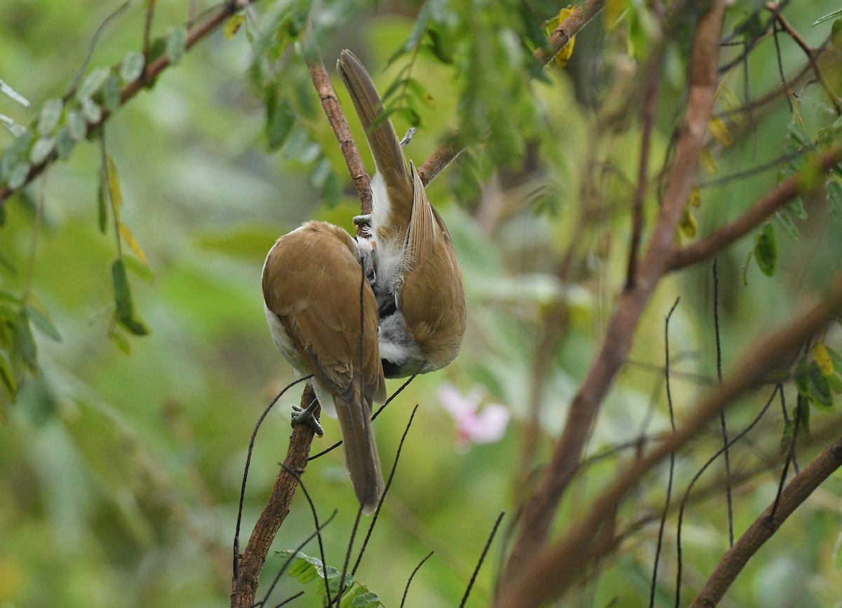 Picoloro Cabecigrís - ML644522171