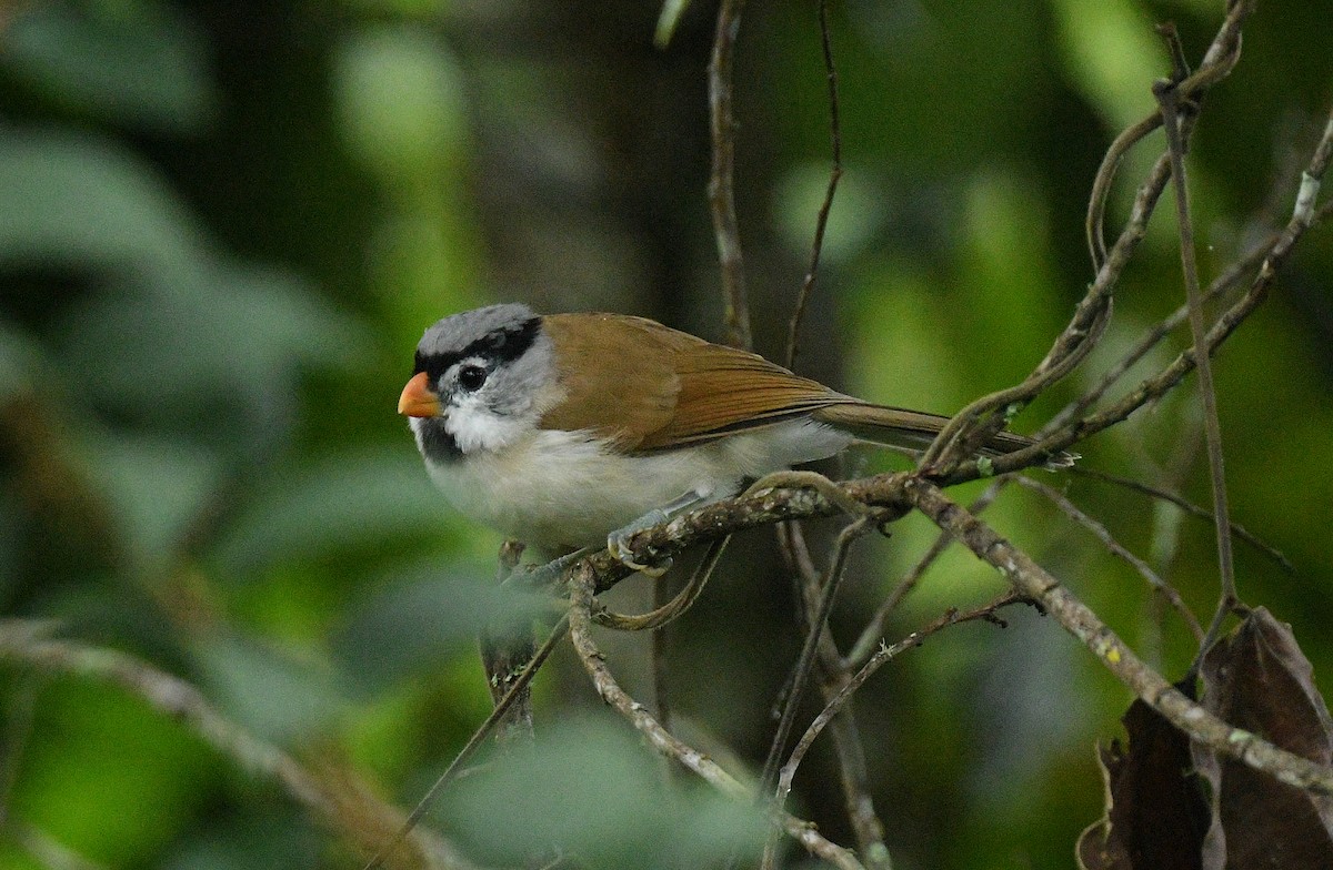 Picoloro Cabecigrís - ML644522172