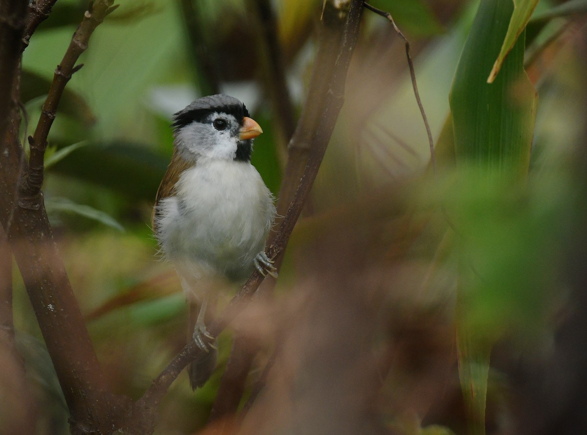 Picoloro Cabecigrís - ML644522173