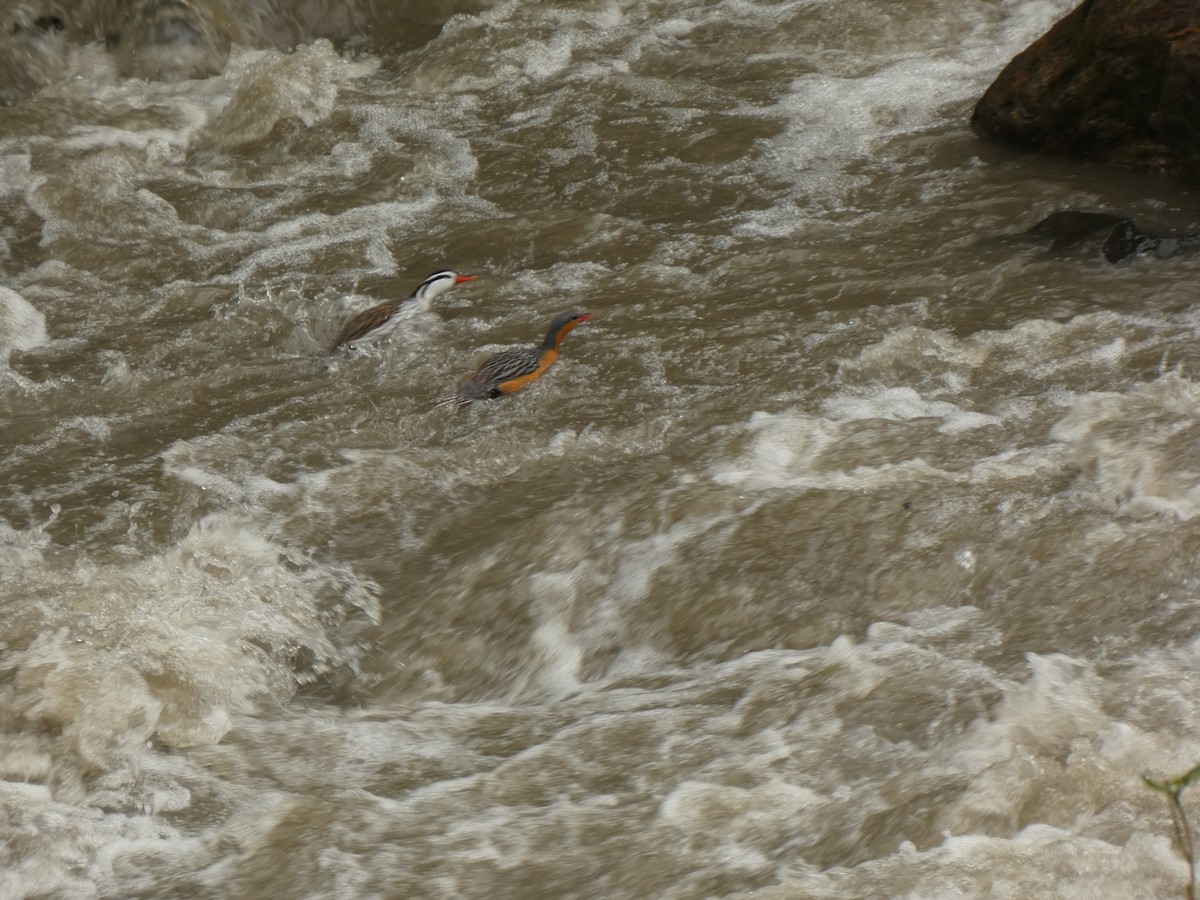 Torrent Duck - ML644522176